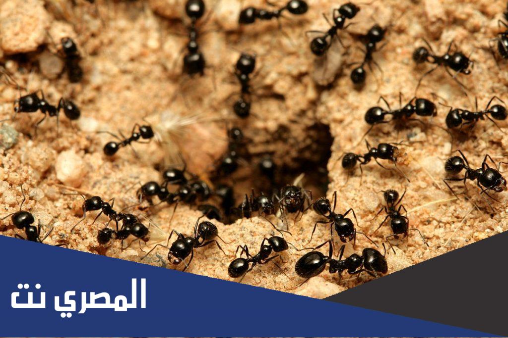 النمل من زجاج