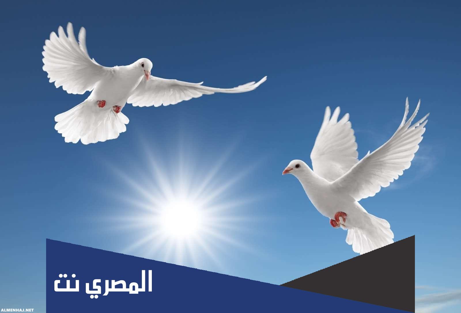 هل تقبل شهادة مربي الحمام