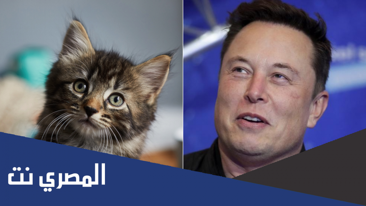 هل مشروع إيلون ماسك في خطر بسبب القطط