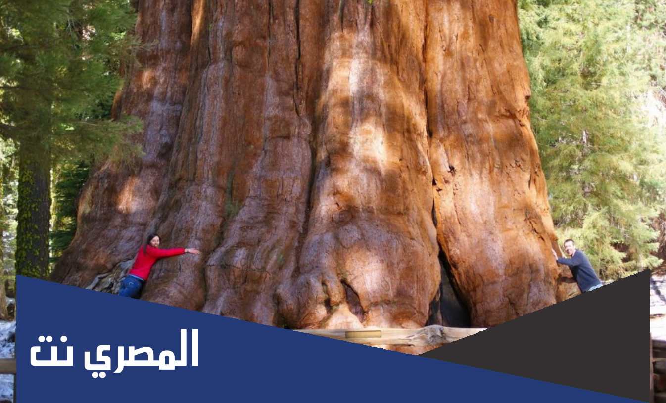 وش معنى سكويا