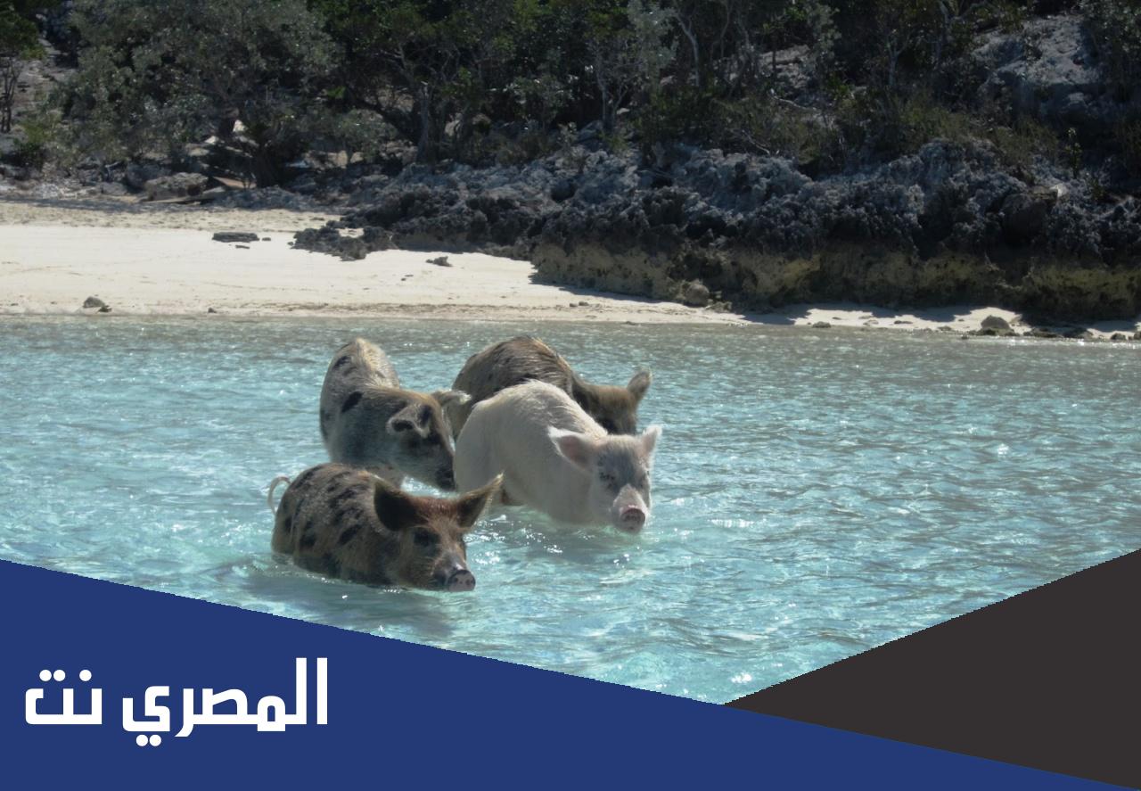 اين يقع خليج الخنازير