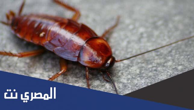 رؤية الصراصير الصغيرة في الحلم بالتفصيل