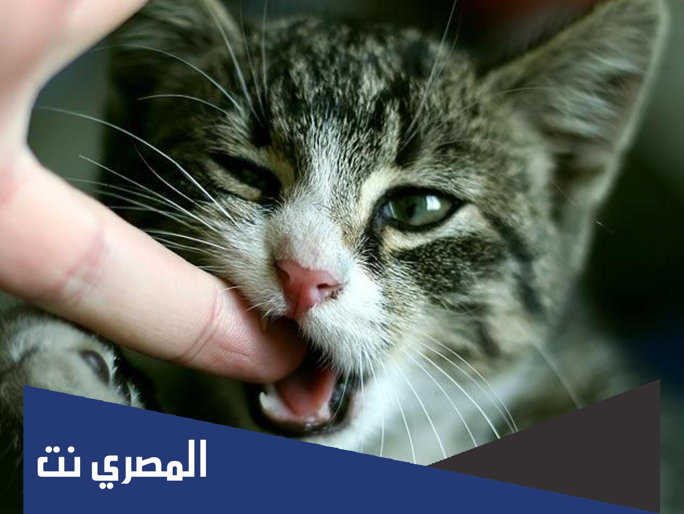 معلومات عن عضة القطة وكيفية التعامل معها بالتفصيل