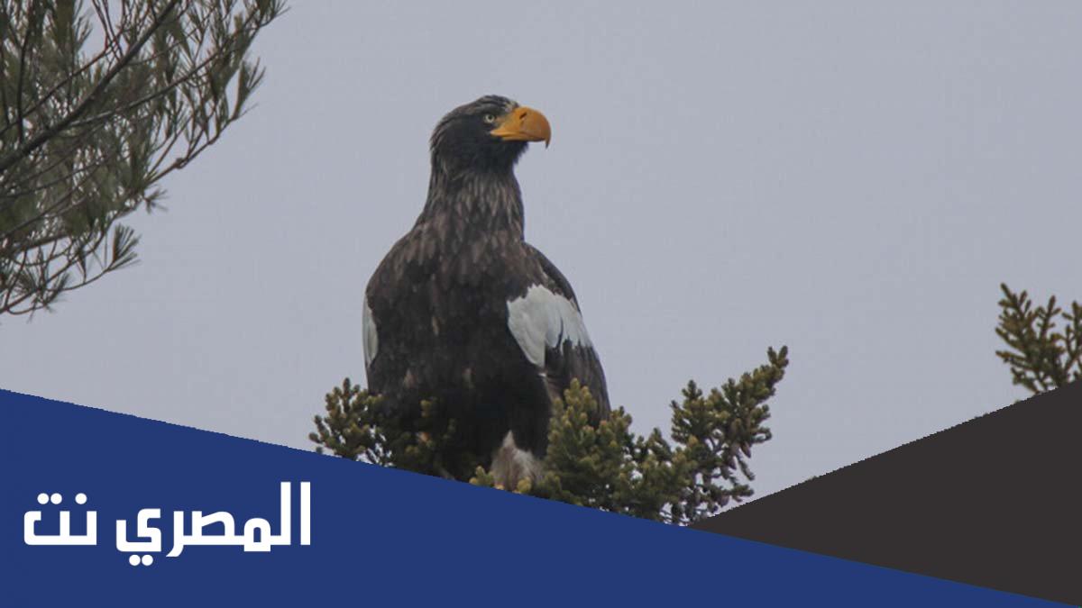 كيف يدافع النسر عن نفسه