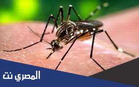 7 طرق للتخلص من الناموس نهائيًا