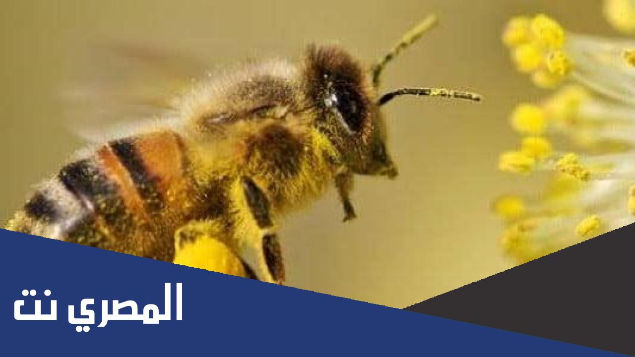 كيف يتواصل النحل مع بعضه البعض
