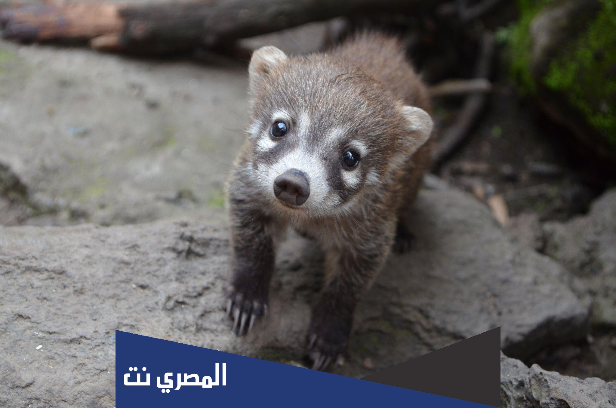 ما الحيوان الذي يتميز بلون زهري وذيل مجعد
