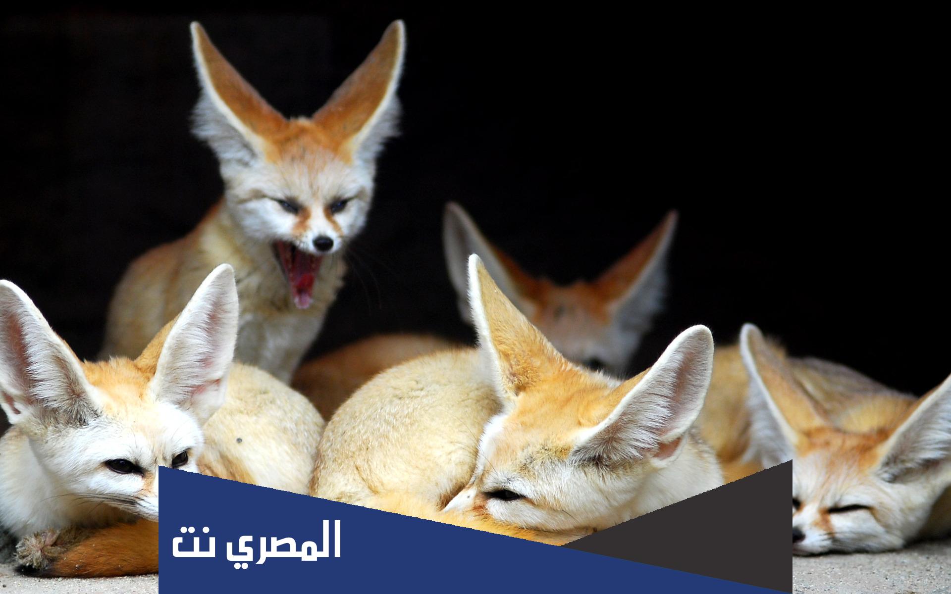ثعلب الصحراء من 3 حروف