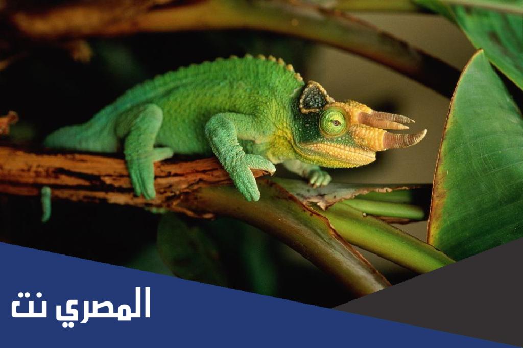 كيف تدافع الحرباء عن نفسها