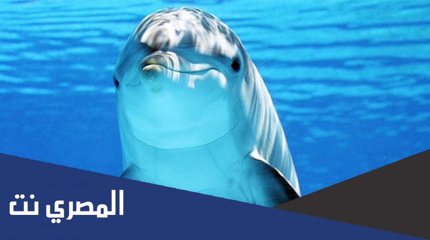 اسماء اكثر الكائنات البحرية ذكاء