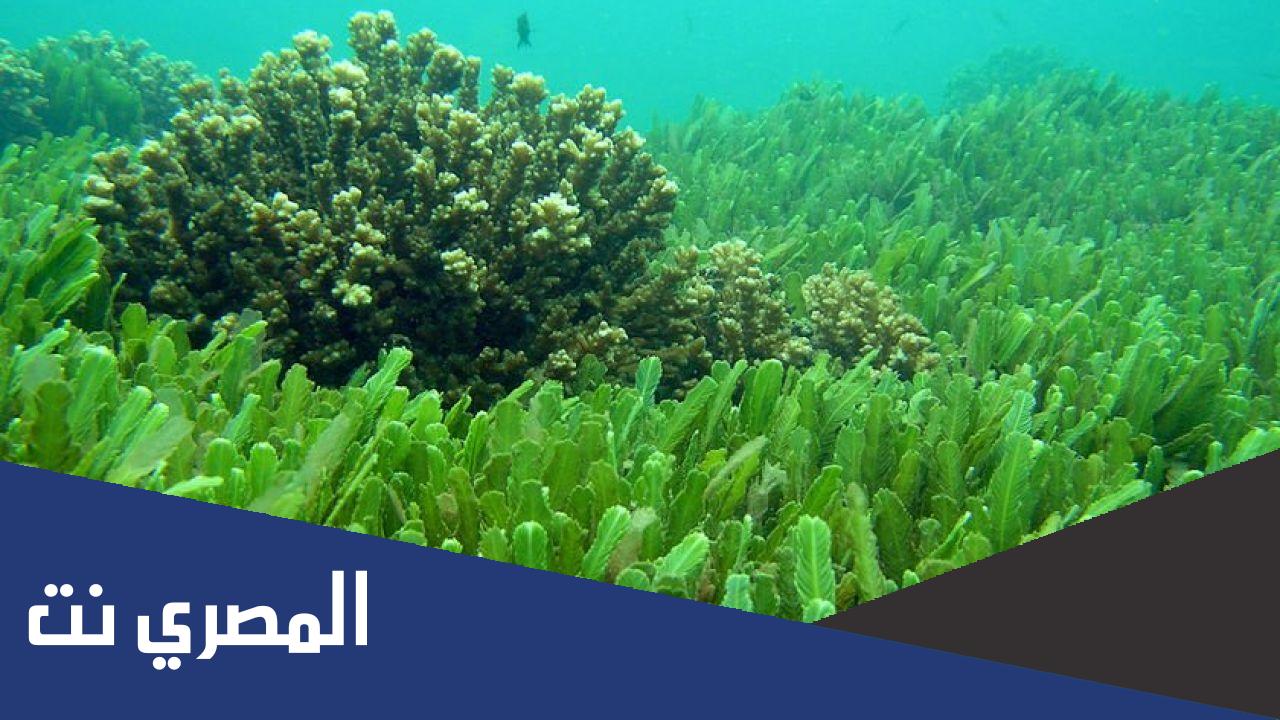لماذا تكون السوق الغاطسة للنباتات المائية رفيعة ولينة