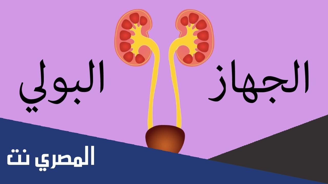 اذكر اعضاء الجهاز البولي