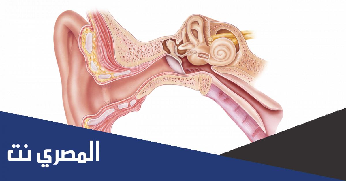 اسم اقصر عظمة في جسم الانسان