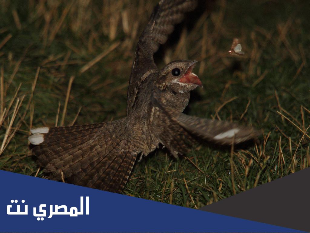 الطيور الليلية من 7 حروف