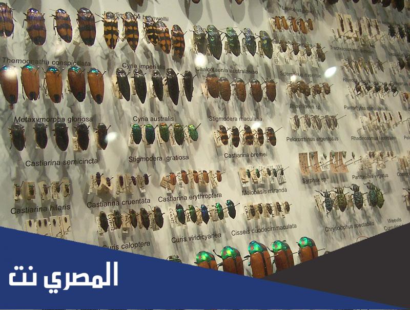 انتومولوجي هو علم