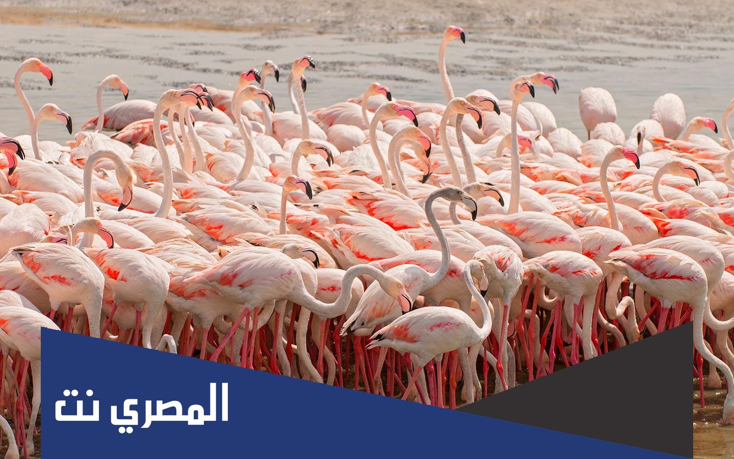 اين تقع محمية راس الخور
