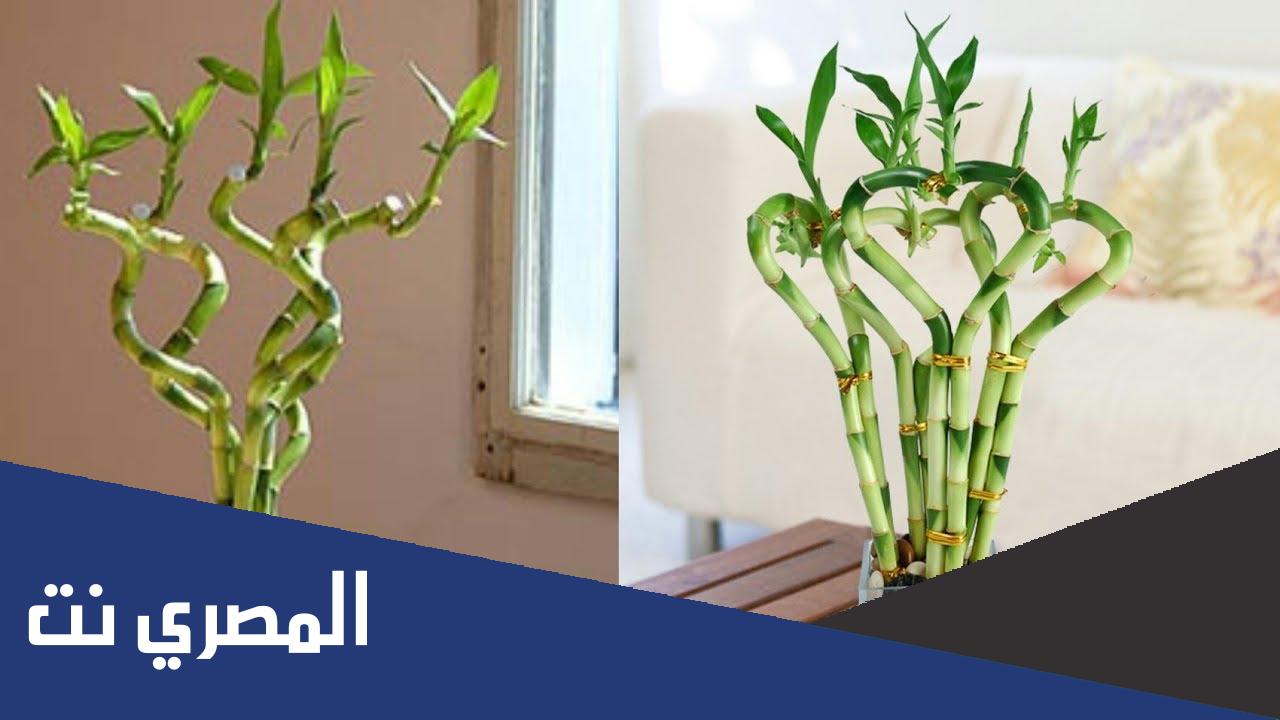 اين مكان مضرب عصا موسى