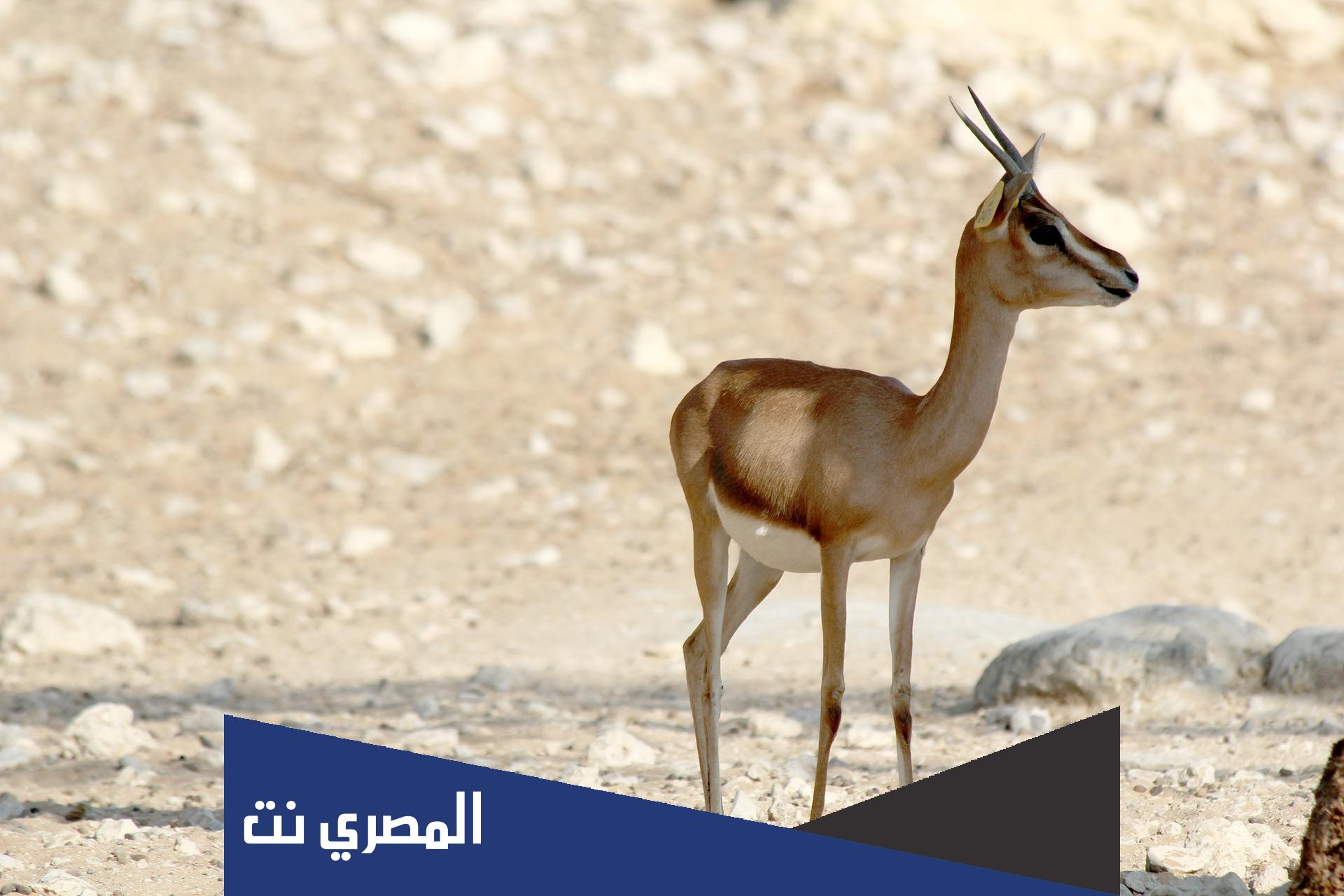 اين يعيش غزال المها العربي