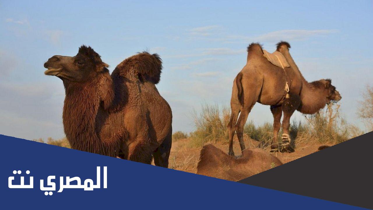 جمل ذو سنامين من 3 حروف