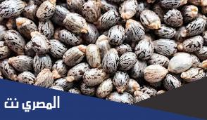 حبة الملوك للسحر المأكول والمشروب