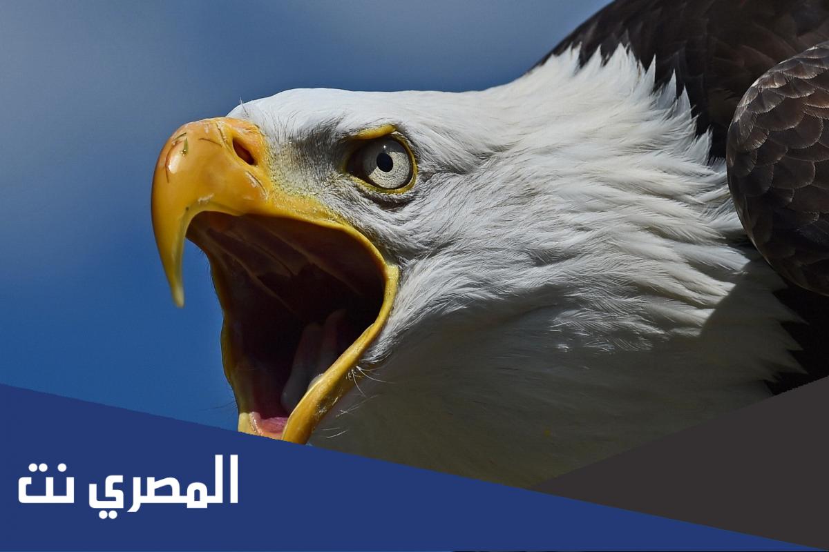 حين تصمت النسور تبدأ....بالثرثرة بحرف ب ؟