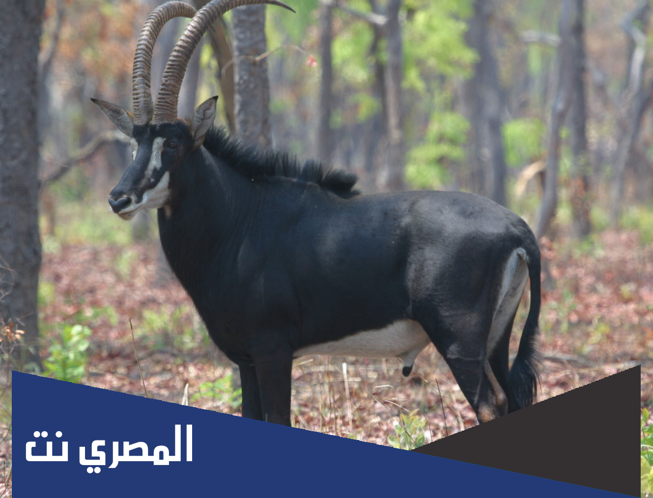 حيوان من فئة البقريات
