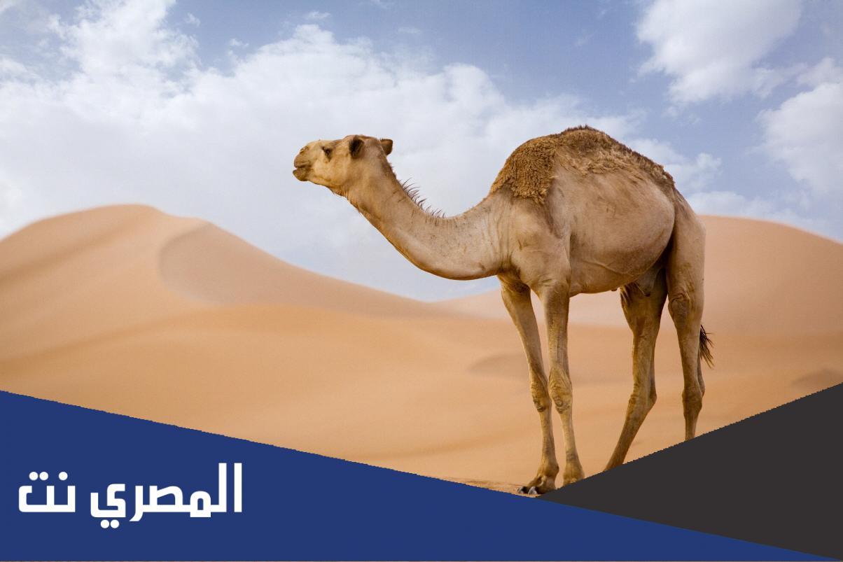 على ظهر الجمل 4 حروف