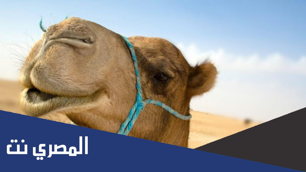 فائدة شحم الجمل للحساسية