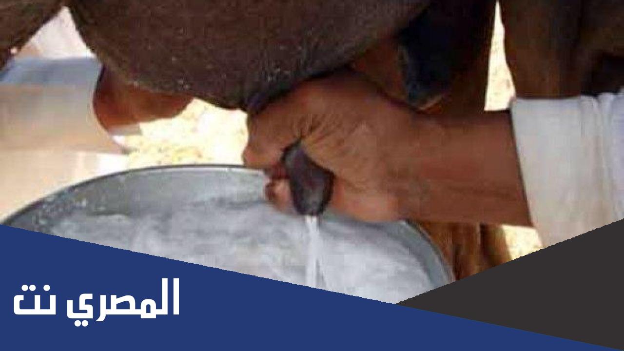 فوائد حليب الابل للكبد