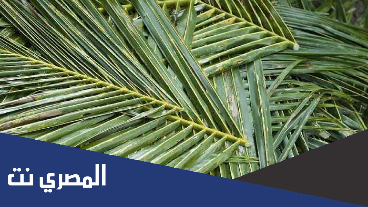 قشر النخل من 3 حروف
