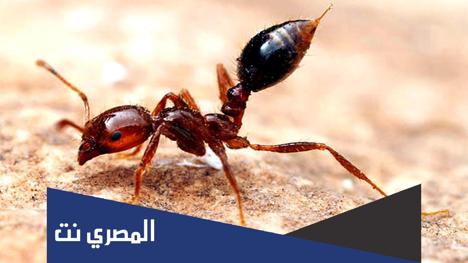 اين يقع وادي النمل الذي ذكر في القران