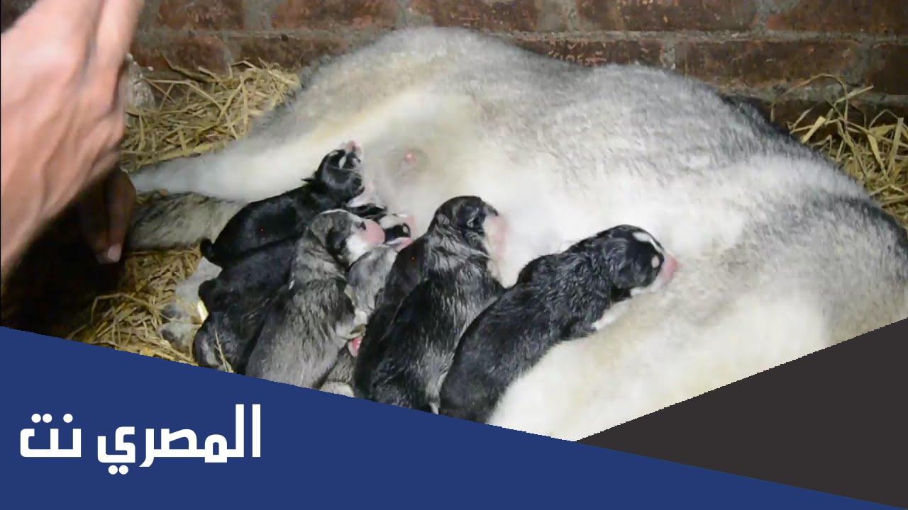 كم مرة تلد الكلاب في حياتها