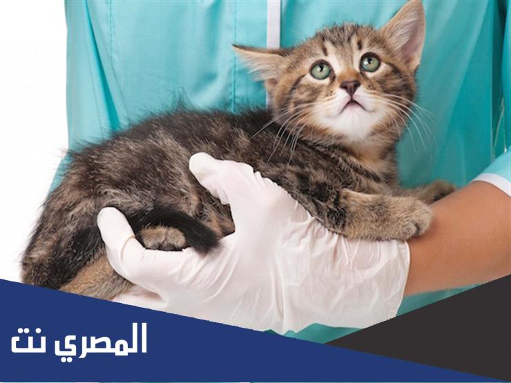كيف اعرف ان قطتي حامل من اول اسبوع