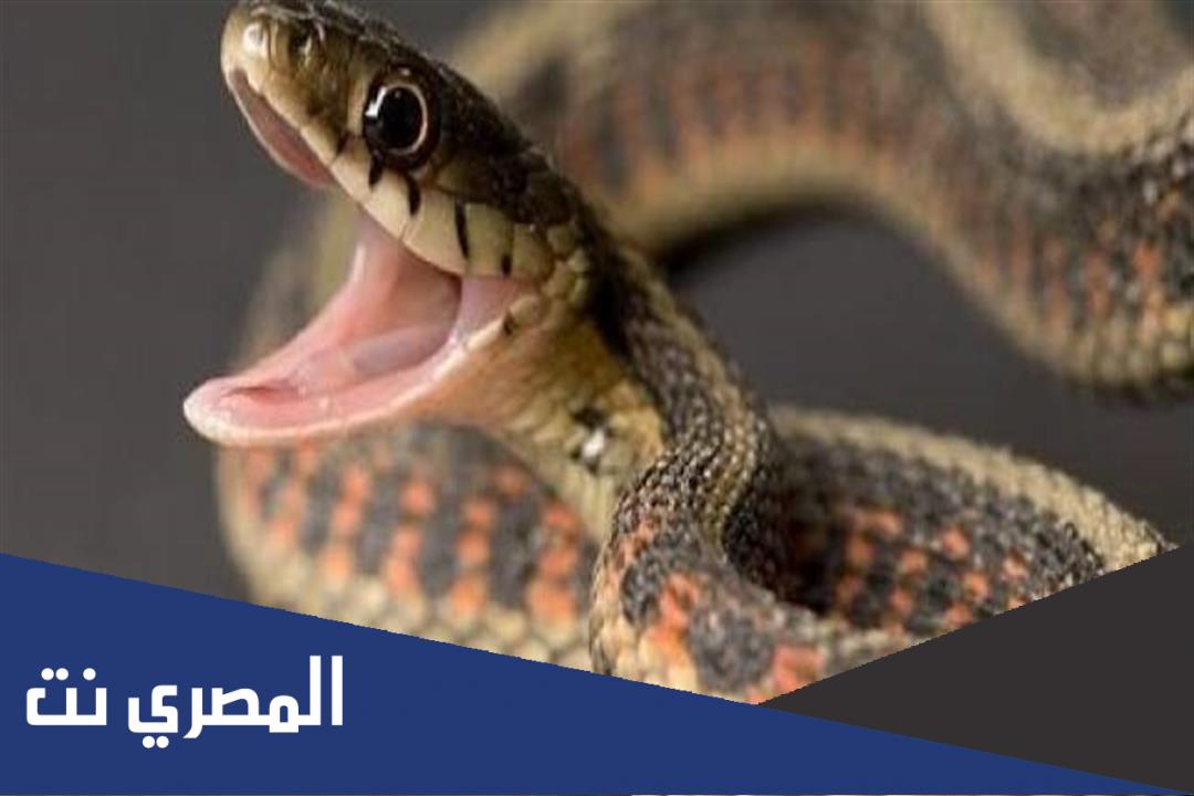 كيف يتحرك الثعبان