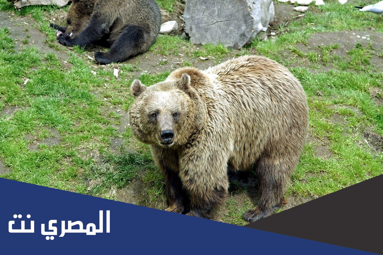 كيف يحدد الدب الذكر مناطق نفوذه