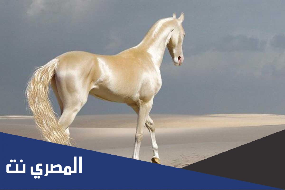كيف يدافع الحصان عن نفسه