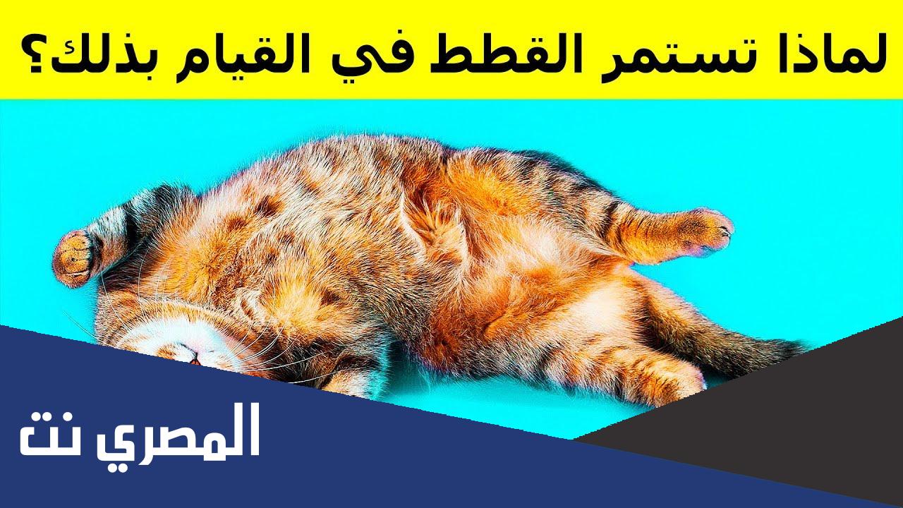 لماذا تتقلب القطة بعد التزاوج