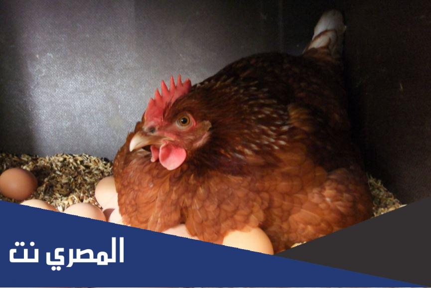 لماذا تجلس الطيور على البيض