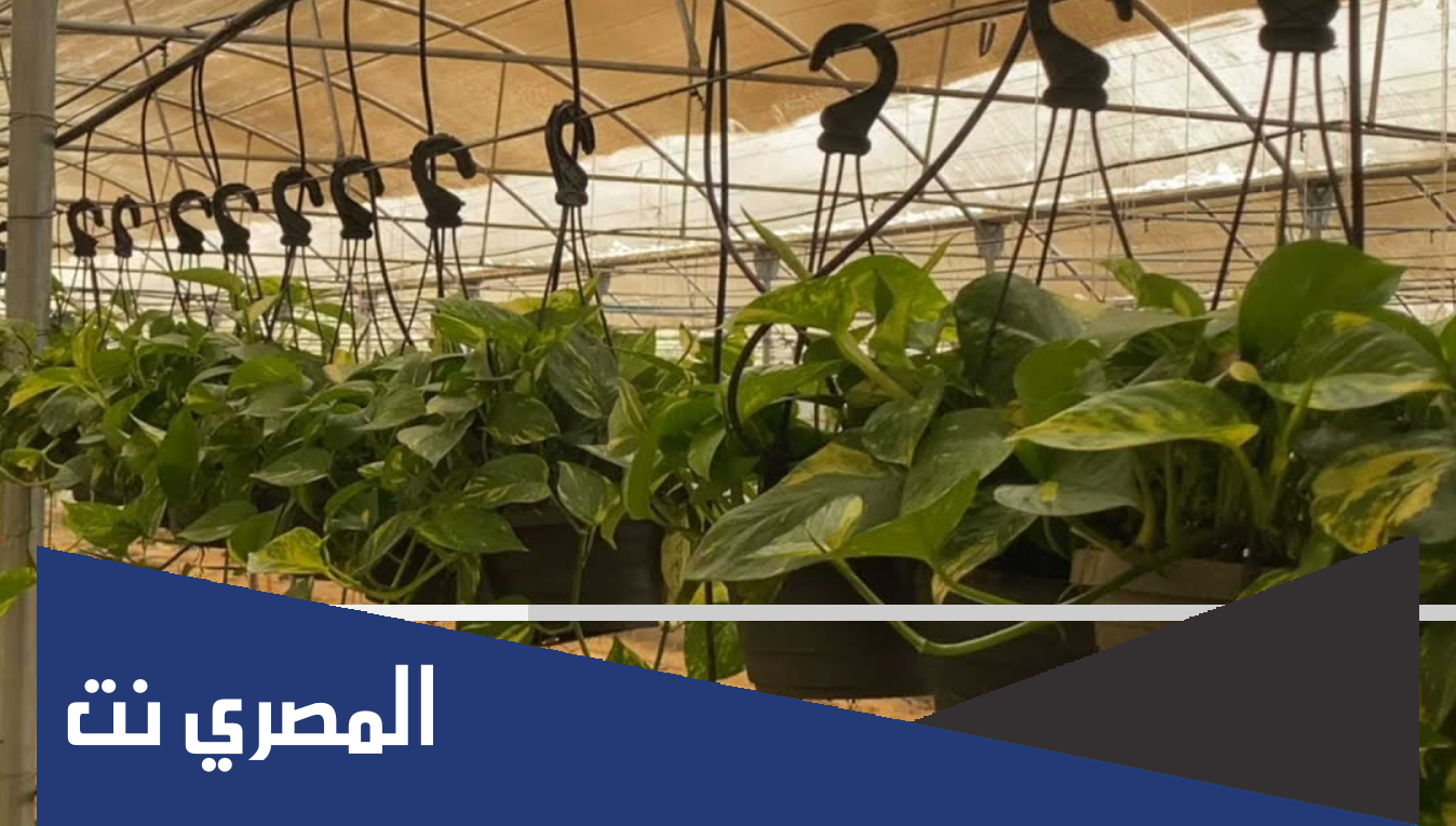 لماذا تختلف اشكال السوق من نبات لاخر