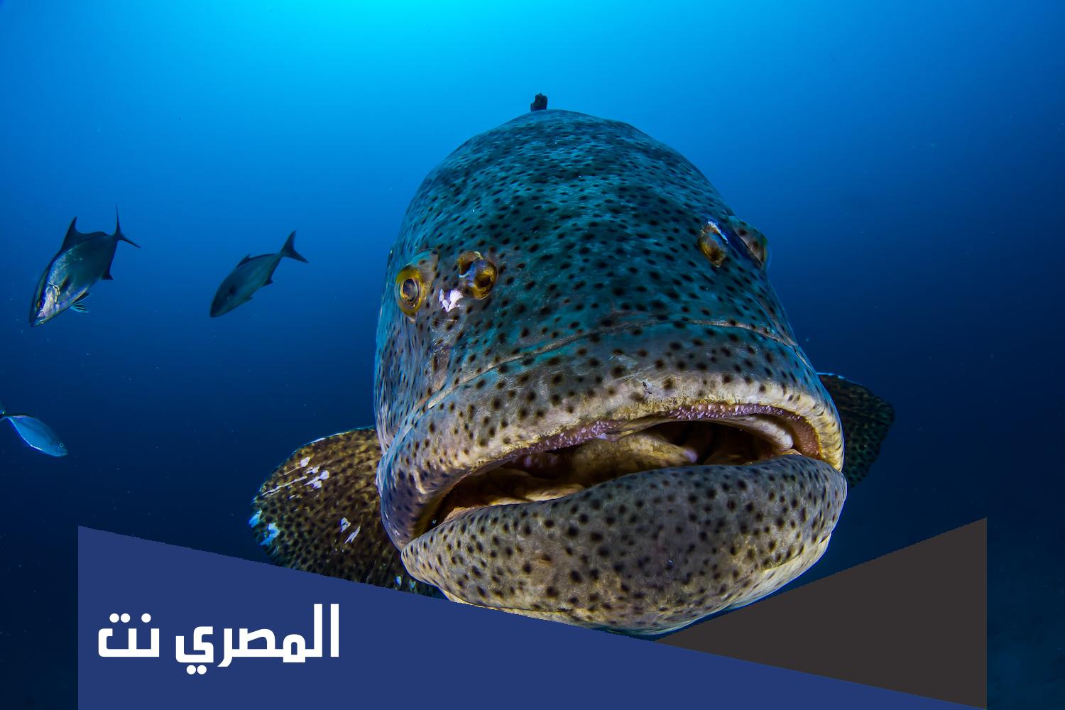 لماذا تنتج الاسماك بيوضا كثيرة ؟