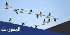 لماذا تهاجر بعض الحيوانات ؟