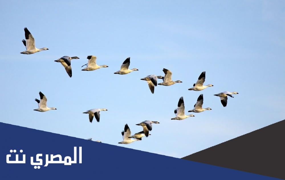 لماذا تهاجر بعض الحيوانات ؟