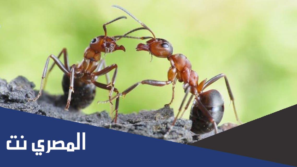 لماذا حبة القمح التي يخزنها النمل تحت التراب لا تنبت