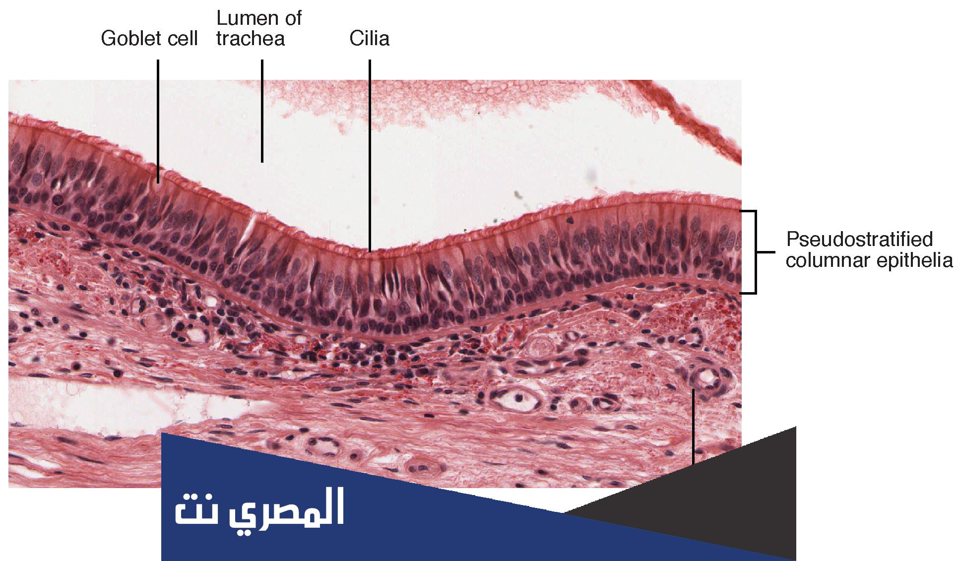 لماذا سمي النسيج الطلائي الطبقي الكاذب بهذا الاسم