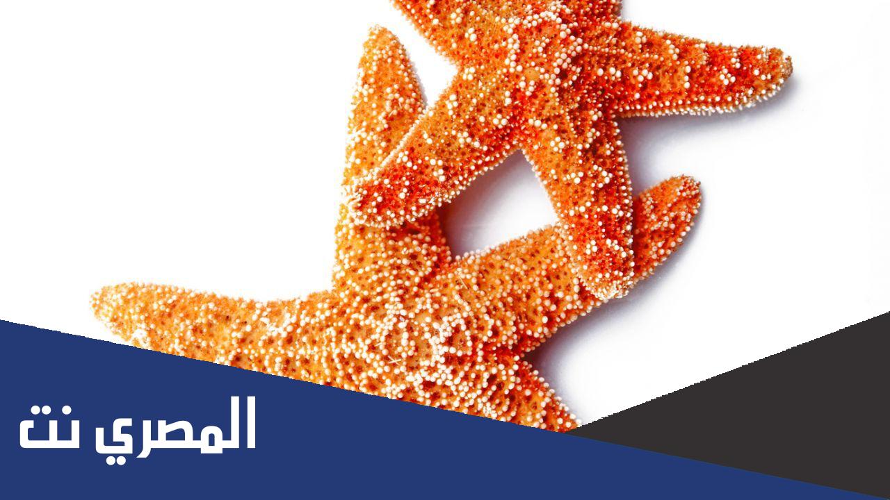 لماذا سميت شوكيات الجلد بهذا الاسم