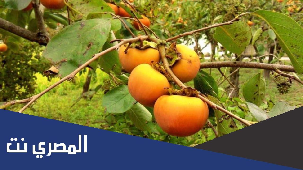 لماذا سميت فاكهة الكاكا بهذا الاسم