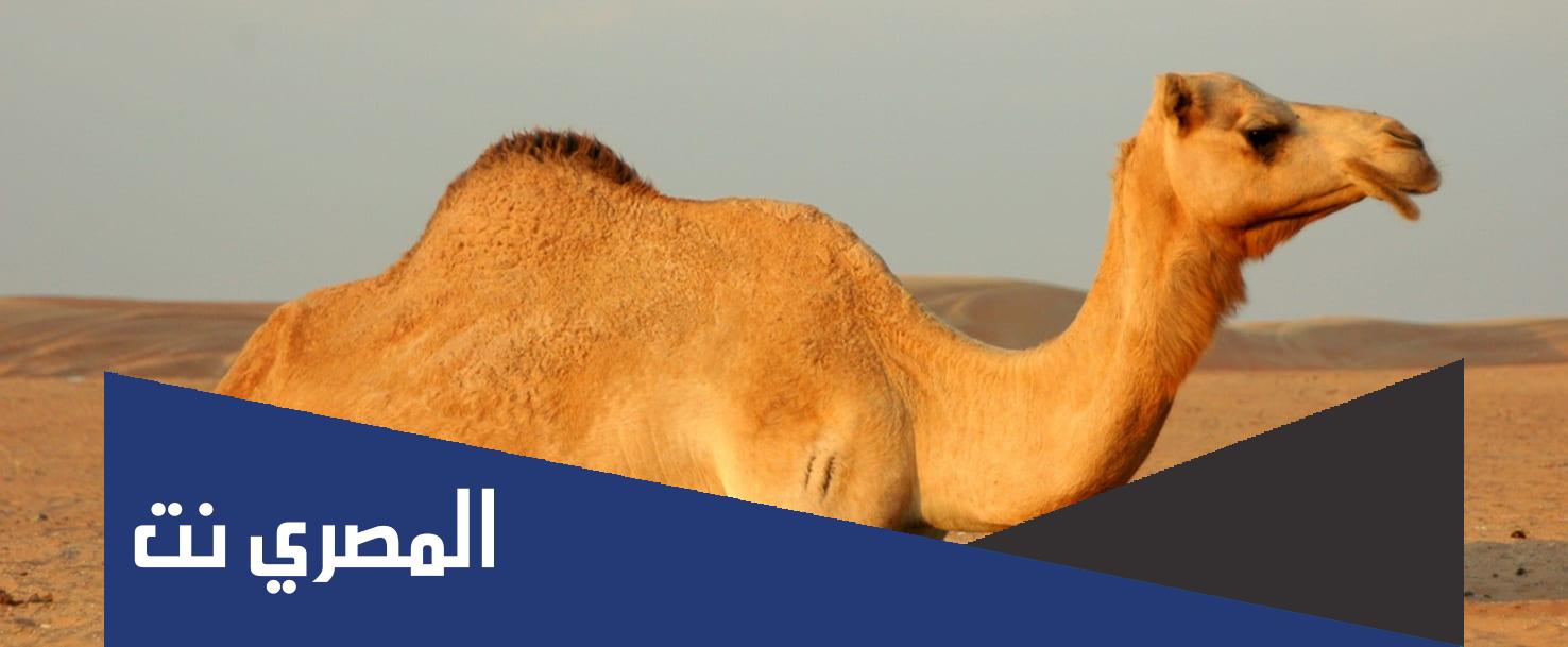 لماذا لا يطبخ راس الجمل