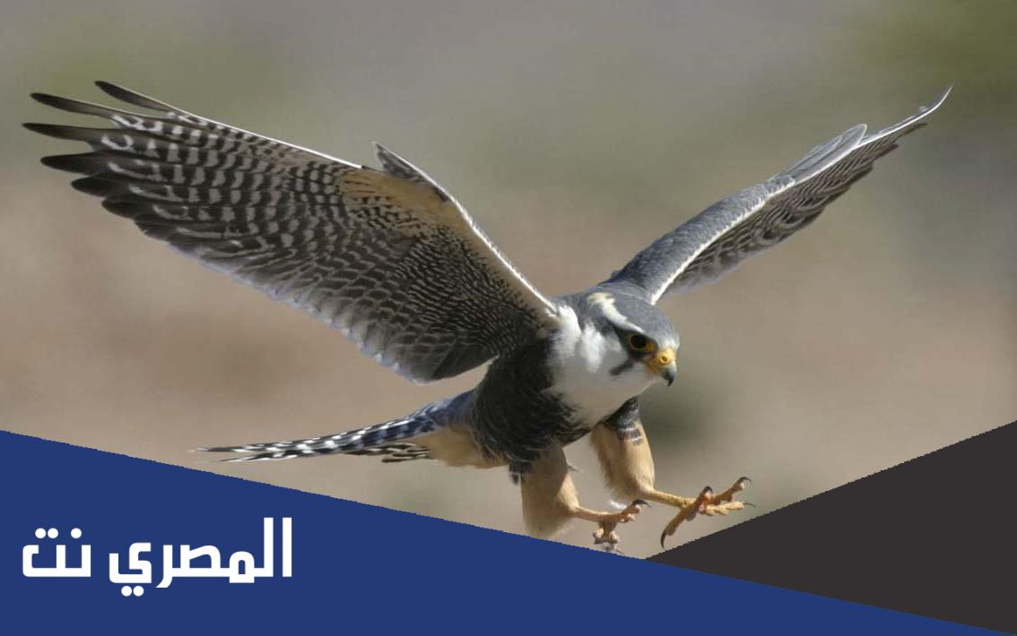لماذا يتم تغطية عين الصقر بعد اصطياده