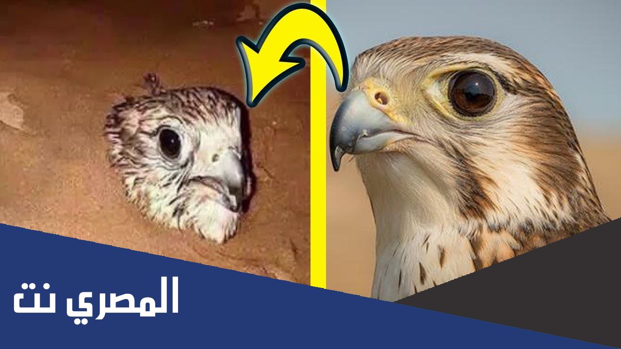 لماذا يتم دفن الصقر فور اصطياده