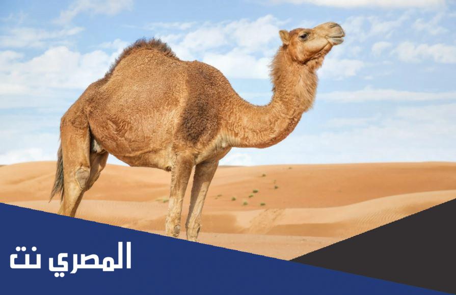 لماذا يدفن الجمل في التراب وهو حي